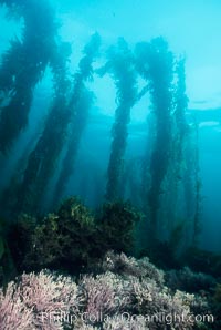 Kelp forest rises above a rocky reef covered with low-lying marine algae, San Clemente Island