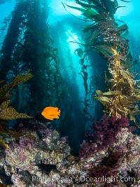 The Kelp Forest and Rocky Reef of San Clemente Island. Giant kelp grows rapidly, up to 2' per day, from the rocky reef on the ocean bottom to which it is anchored, toward the ocean surface where it spreads to form a thick canopy. Myriad species of fishes, mammals and invertebrates form a rich community in the kelp forest. Lush forests of kelp are found throughout California's Southern Channel Islands, Macrocystis pyrifera, Hypsypops rubicundus