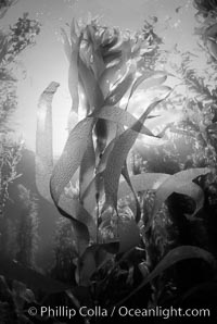 Kelp canopy, Macrocystis pyrifera, San Clemente Island