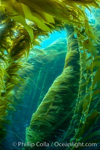 The Kelp Forest of San Clemente Island, California. A kelp forest. Giant kelp grows rapidly, up to 2' per day, from the rocky reef on the ocean bottom to which it is anchored, toward the ocean surface where it spreads to form a thick canopy. Myriad species of fishes, mammals and invertebrates form a rich community in the kelp forest. Lush forests of kelp are found throughout California's Southern Channel Islands, Macrocystis pyrifera