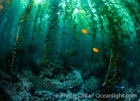 Kelp Forest, Santa Barbara Island