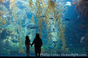 Visitors admire the enormous kelp forest tank in the Stephen Birch Aquarium at the Scripps Institution of Oceanography.  The 70000 gallon tank is home to black seabass, broomtail grouper, garibaldi, moray eels and leopard sharks, La Jolla, California