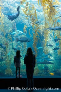 Visitors admire the enormous kelp forest tank in the Stephen Birch Aquarium at the Scripps Institution of Oceanography.  The 70000 gallon tank is home to black seabass, broomtail grouper, garibaldi, moray eels and leopard sharks, La Jolla, California