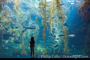 A young visitor admires the enormous kelp forest tank in the Stephen Birch Aquarium at the Scripps Institution of Oceanography.  The 70000 gallon tank is home to black seabass, broomtail grouper, garibaldi, moray eels and leopard sharks, La Jolla, California