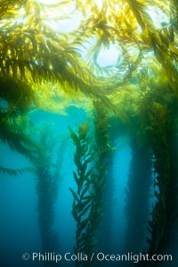 Kelp forest near Eagle Rock, West End, Catalina Island