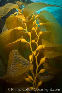 Kelp fronds and pneumatocysts. Pneumatocysts, gas-filled bladders, float the kelp plant off the ocean bottom toward the surface and sunlight, where the leaf-like blades and stipes of the kelp plant grow fastest. Giant kelp can grow up to 2' in a single day given optimal conditions. Epic submarine forests of kelp grow throughout California's Southern Channel Islands, Catalina Island