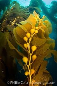 Kelp fronds and pneumatocysts. Pneumatocysts, gas-filled bladders, float the kelp plant off the ocean bottom toward the surface and sunlight, where the leaf-like blades and stipes of the kelp plant grow fastest. Giant kelp can grow up to 2' in a single day given optimal conditions. Epic submarine forests of kelp grow throughout California's Southern Channel Islands, Catalina Island