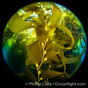 Kelp fronds and pneumatocysts, giant kelp forest, Catalina Island