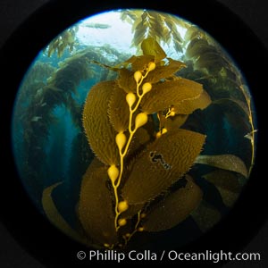 Kelp fronds and pneumatocysts. Pneumatocysts, gas-filled bladders, float the kelp off the ocean bottom toward the surface and sunlight, where the leaf-like blades and stipes of the kelp plant grow fastest. Catalina Island, California
