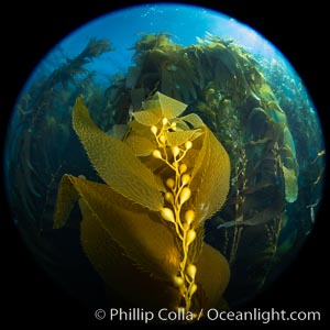 Kelp fronds and pneumatocysts. Pneumatocysts, gas-filled bladders, float the kelp off the ocean bottom toward the surface and sunlight, where the leaf-like blades and stipes of the kelp plant grow fastest. Catalina Island, California, Macrocystis pyrifera