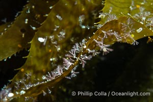 Kelp fronds covered with hydroids, Catalina Island