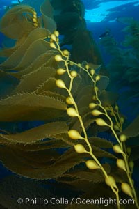 Kelp fronds and pneumatocysts.  Pneumatocysts, gas-filled bladders, float the kelp plant off the ocean bottom toward the surface and sunlight, where the leaf-like blades and stipes of the kelp plant grow fastest.  Giant kelp can grow up to 2' in a single day given optimal conditions.  Epic submarine forests of kelp grow throughout California's Southern Channel Islands, Macrocystis pyrifera, San Clemente Island