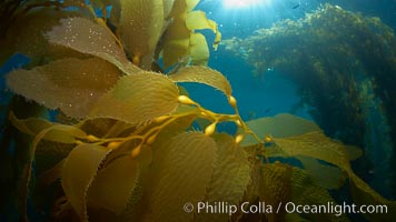 Kelp fronds and pneumatocysts, gas filled bladders float the kelp and leaf-like blades collect sunlight, underwater, Macrocystis pyrifera, Catalina Island