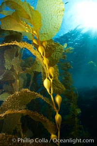 Kelp fronds and pneumatocysts, gas filled bladders float the kelp and leaf-like blades collect sunlight, underwater, Macrocystis pyrifera, Catalina Island