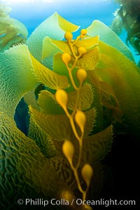 Kelp fronds and pneumatocysts.  Pneumatocysts, gas-filled bladders, float the kelp plant off the ocean bottom toward the surface and sunlight, where the leaf-like blades and stipes of the kelp plant grow fastest.  Giant kelp can grow up to 2' in a single day given optimal conditions.  Epic submarine forests of kelp grow throughout California's Southern Channel Islands, Macrocystis pyrifera, San Clemente Island