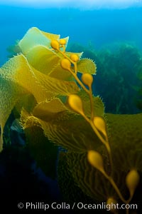 Kelp fronds and pneumatocysts.  Pneumatocysts, gas-filled bladders, float the kelp plant off the ocean bottom toward the surface and sunlight, where the leaf-like blades and stipes of the kelp plant grow fastest.  Giant kelp can grow up to 2' in a single day given optimal conditions.  Epic submarine forests of kelp grow throughout California's Southern Channel Islands, Macrocystis pyrifera, San Clemente Island