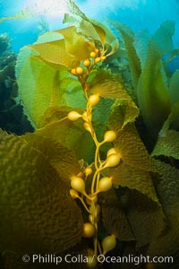 Kelp fronds showing pneumatocysts, bouyant gas-filled bubble-like structures which float the kelp plant off the ocean bottom toward the surface, where it will spread to form a roof-like canopy