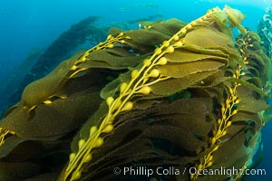 Kelp fronds showing pneumatocysts, bouyant gas-filled bubble-like structures which float the kelp plant off the ocean bottom toward the surface, where it will spread to form a roof-like canopy, Macrocystis pyrifera, San Clemente Island