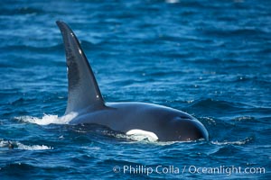 Adult male killer whale, tall dorsal fin, Palos Verdes, Orcinus orca