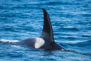 Killer Whale, Biggs Transient Orca, Palos Verdes