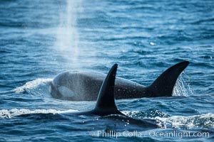 Killer Whales, Biggs Transient Orcas, Palos Verdes
