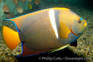 King angelfish, Holacanthus passer