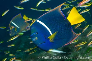 King angelfish in the Sea of Cortez, Mexico, Holacanthus passer
