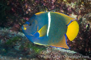 King Angelfish, Sea of Cortez, Baja California, Holacanthus passer, Isla San Diego, Mexico