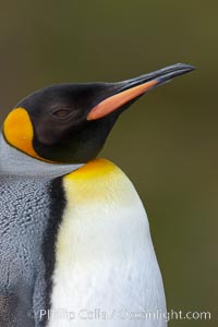 King penguin, showing ornate and distinctive neck, breast and head plumage and orange beak, Aptenodytes patagonicus, Fortuna Bay