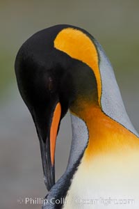 King penguin, showing ornate and distinctive neck, breast and head plumage and orange beak, Aptenodytes patagonicus, Fortuna Bay