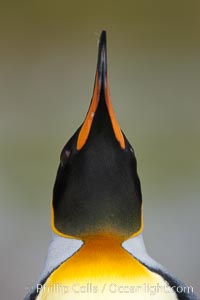 King penguin, showing ornate and distinctive neck, breast and head plumage and orange beak, Aptenodytes patagonicus, Fortuna Bay