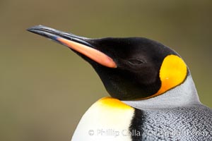 King penguin, showing ornate and distinctive neck, breast and head plumage and orange beak, Aptenodytes patagonicus, Fortuna Bay