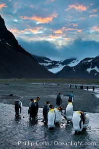 King penguin colony, Right Whale Bay, South Georgia Island.  Over 100,000 pairs of king penguins nest on South Georgia Island each summer, Aptenodytes patagonicus