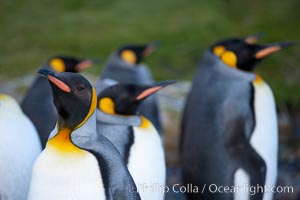 King penguins, showing ornate and distinctive neck, breast and head plumage and orange beak, Aptenodytes patagonicus, Grytviken