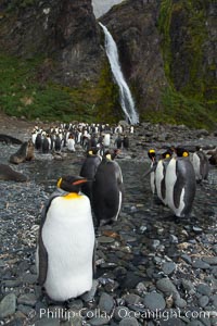 King penguins gather in a steam to molt, below a waterfall on a cobblestone beach at Hercules Bay, Aptenodytes patagonicus