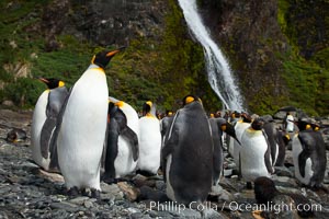 King penguins gather in a steam to molt, below a waterfall on a cobblestone beach at Hercules Bay, Aptenodytes patagonicus