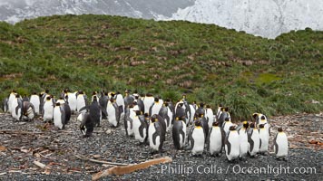 King penguins and whale bones, on the cobblestone beach at Godthul, South Georgia Island.  The whale bones are evidence of South Georgia's long and prolific history of whaling, Aptenodytes patagonicus