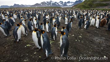 King penguin colony at Salisbury Plain, Bay of Isles, South Georgia Island.  Over 100,000 pairs of king penguins nest here, laying eggs in December and February, then alternating roles between foraging for food and caring for the egg or chick, Aptenodytes patagonicus