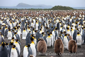 King penguins at Salisbury Plain.  Silver and black penguins are adults, while brown penguins are 'oakum boys', juveniles named for their distinctive fluffy plumage that will soon molt and taken on adult coloration, Aptenodytes patagonicus