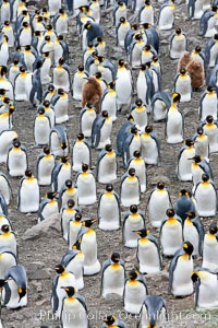 King penguin colony. Over 100,000 pairs of king penguins nest at Salisbury Plain, laying eggs in December and February, then alternating roles between foraging for food and caring for the egg or chick, Aptenodytes patagonicus