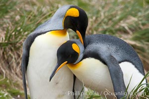 King penguin, mated pair courting, displaying courtship behavior including mutual preening, Aptenodytes patagonicus, Salisbury Plain