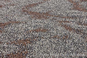 King penguin colony, over 100,000 nesting pairs, viewed from above.  The brown patches are groups of 'oakum boys', juveniles in distinctive brown plumage.  Salisbury Plain, Bay of Isles, South Georgia Island, Aptenodytes patagonicus