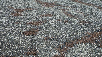 King penguin colony, over 100,000 nesting pairs, viewed from above.  The brown patches are groups of 'oakum boys', juveniles in distinctive brown plumage.  Salisbury Plain, Bay of Isles, South Georgia Island, Aptenodytes patagonicus