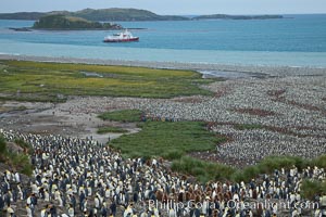 King penguin colony and the Bay of Isles on the northern coast of South Georgia Island.  Over 100,000 nesting pairs of king penguins reside here.  Dark patches in the colony are groups of juveniles with fluffy brown plumage.  The icebreaker M/V Polar Star lies at anchor, Aptenodytes patagonicus, Salisbury Plain