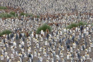 King penguins at Salisbury Plain, Aptenodytes patagonicus