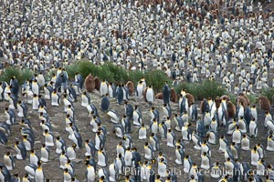 King penguin colony. Over 100,000 pairs of king penguins nest at Salisbury Plain, laying eggs in December and February, then alternating roles between foraging for food and caring for the egg or chick, Aptenodytes patagonicus