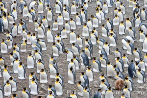 King penguin colony. Over 100,000 pairs of king penguins nest at Salisbury Plain, laying eggs in December and February, then alternating roles between foraging for food and caring for the egg or chick, Aptenodytes patagonicus
