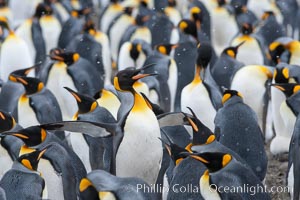 King penguin colony at Salisbury Plain, Bay of Isles, South Georgia Island.  Over 100,000 pairs of king penguins nest here, laying eggs in December and February, then alternating roles between foraging for food and caring for the egg or chick, Aptenodytes patagonicus