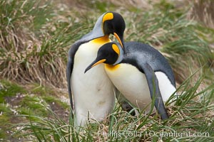 King penguin, mated pair courting, displaying courtship behavior including mutual preening, Aptenodytes patagonicus, Salisbury Plain