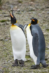 King penguin, mated pair courting, displaying courtship behavior, Aptenodytes patagonicus, Salisbury Plain